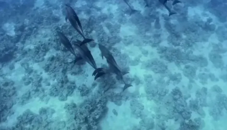 Fun facts about Dolphins (Ayia Napa)