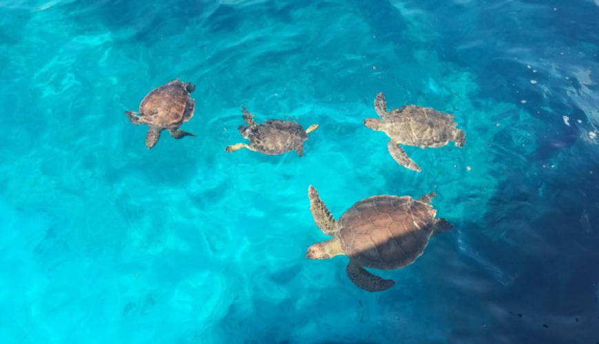 Fast facts about turtles (Ayia Napa)