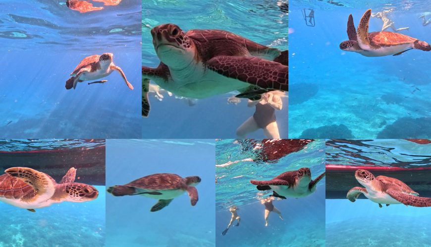 Turtle Bay  The Hidden Gem of Ayia Napa