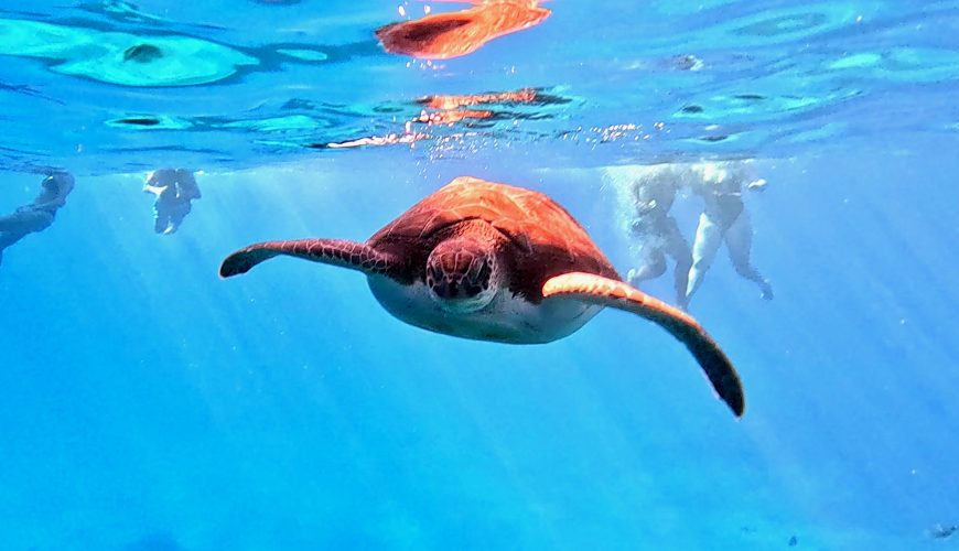 Ayia napa boat trips