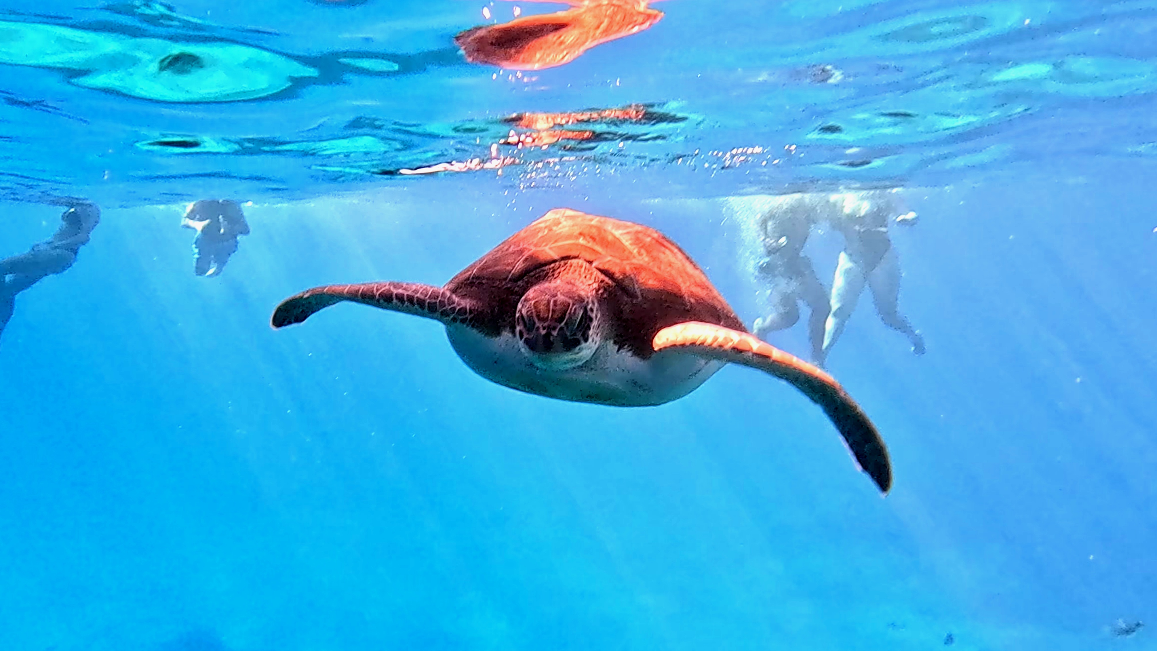 Ayia napa boat trips