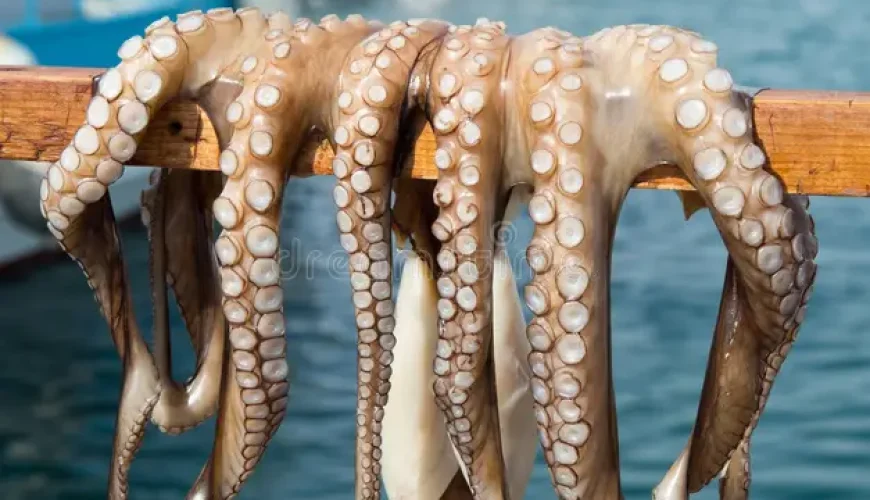 🐙Best Fresh Fish Dishes in Ayia Napa